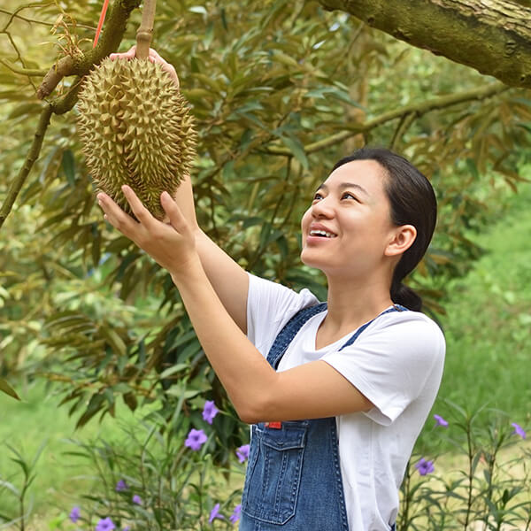 Oresco durian farm in action