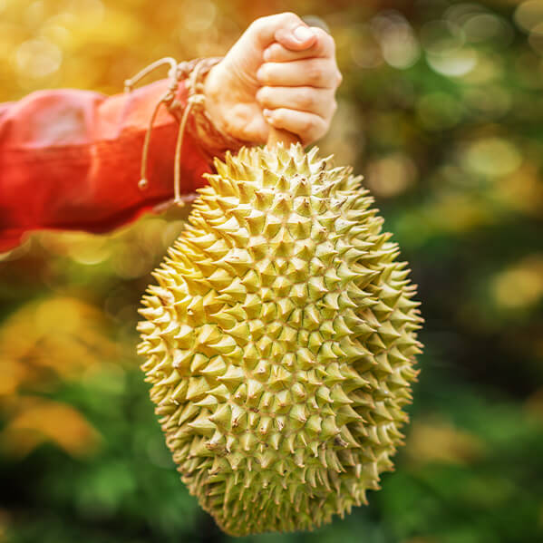 Oresco durian farm homestay