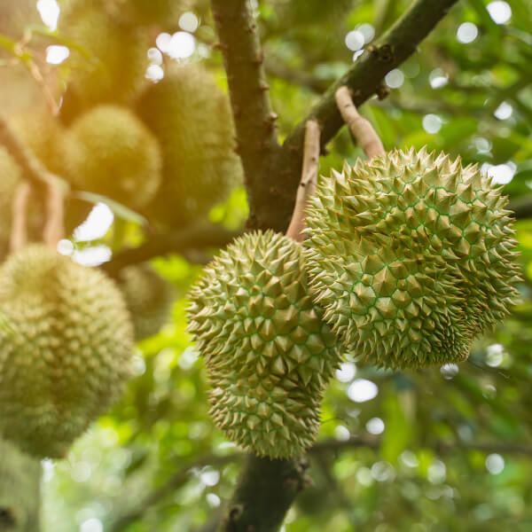 Oresco durian farm in action