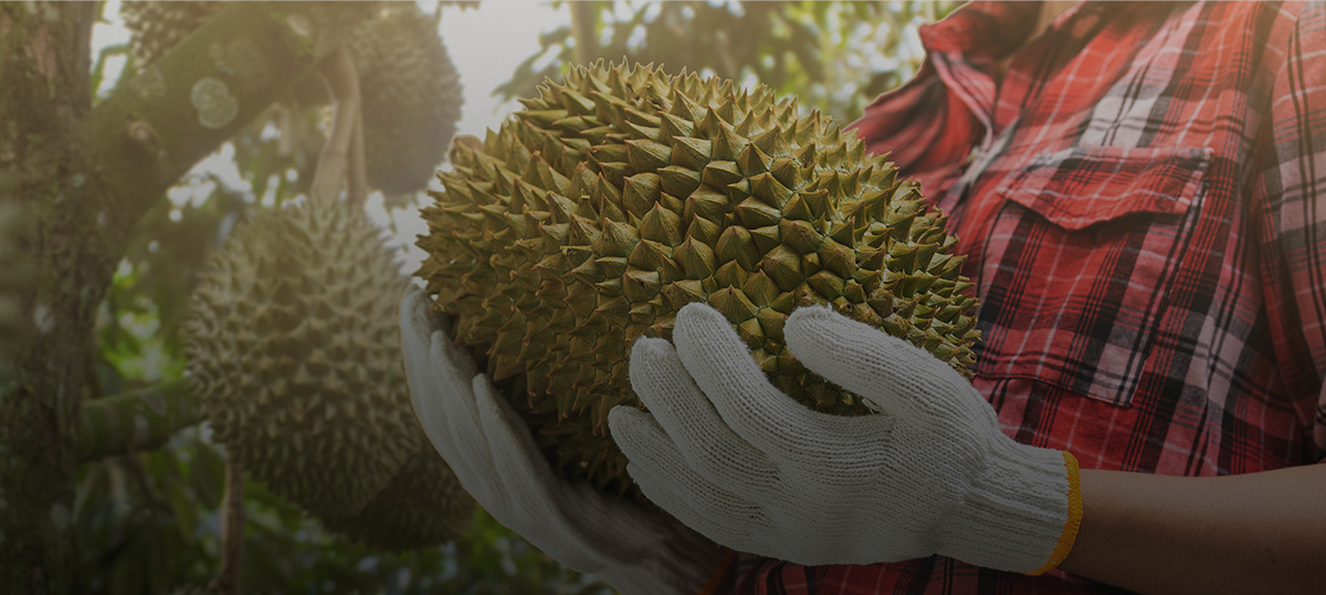 Our oresco story of durian and technology.