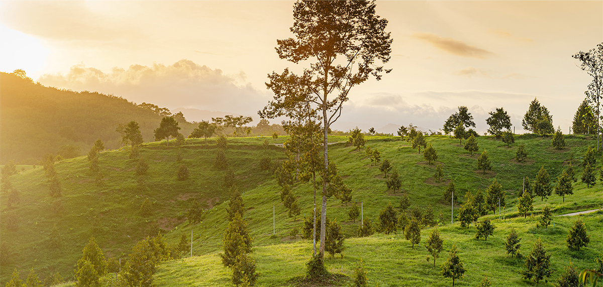 Oresco plantation scenery